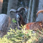 Kraemershagen Медебах