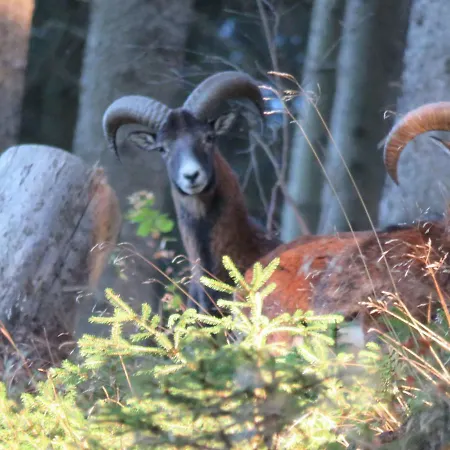 Kraemershagen ميدهباخ