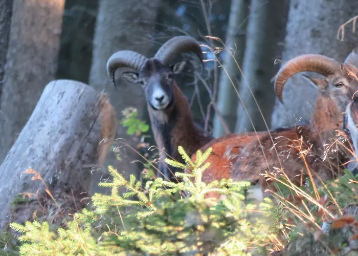 Kraemershagen Medebach